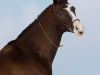 Stute, Akhal-Teke — Foto 6