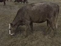 Cow, Red Polled Cow — photo 6