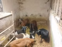 Brebis, Cameroon sheep — photo 4