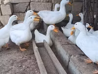 Deutscher Pekin — Foto 3