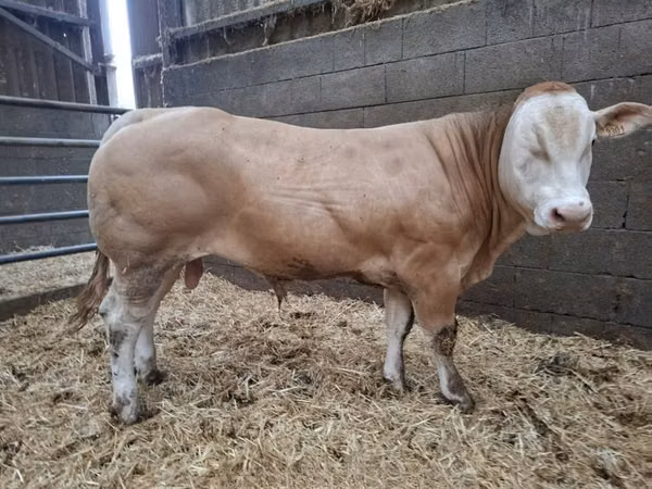 公牛, Blonde d’Aquitane cattle