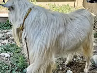 母山羊, Irish goat — 照片 4