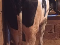 गाय, Russian Black pied cattle — फ़ोटो 2