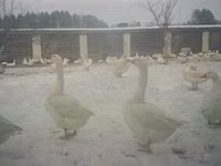 Geese — फ़ोटो 3