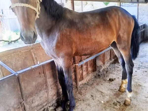 Cheval, Chevaux