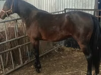 Caballo, Russian Trotter — foto 1