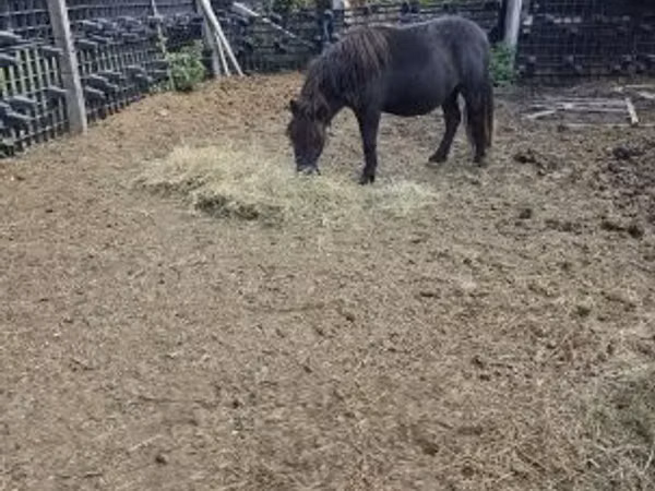 Cheval, Chevaux