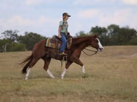 公马, Quarter Horse — 照片 4