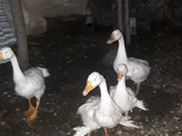 Geese — photo 4