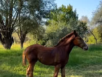 घोड़ी, Skyros Pony — फ़ोटो 3