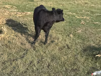 Vache, Race de vache — photo 1
