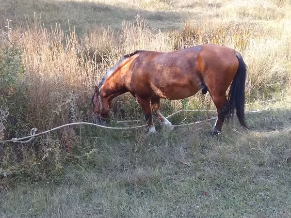 حصان, Karabakh horse