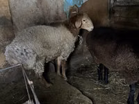 Bélier, Rhon sheep — photo 2