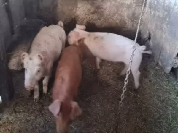 公猪, 