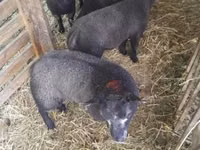 Brebis, Texel sheep — photo 3