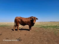 सांड, बिफमास्टर — फ़ोटो 1