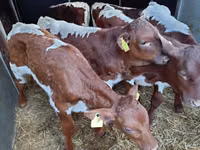 ثور, Simmental cattle — الصورة 2