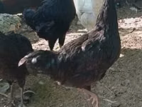 Kosovo Longcrower — Foto 5