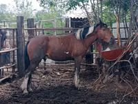 公马, Altai horse — 照片 6
