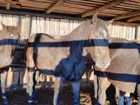 Cheval, Chevaux — photo 2