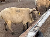 公羊, Hampshire sheep — 照片 1