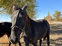 Stute, Horse breed — Foto 2