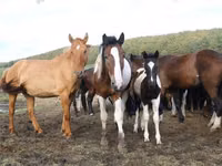 母马, Horse breed — 照片 8