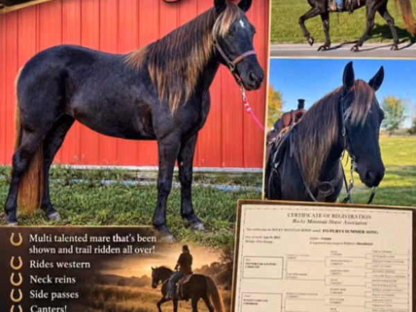 Jument, Rocky Mountain Horse