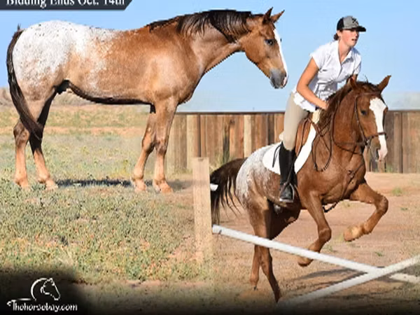 Cheval, Appaloosa