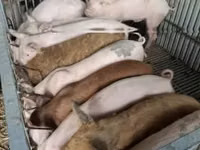 Pigs (batch, sex not specified), Pigs — photo 3