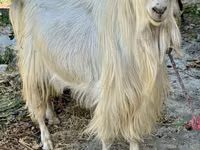母山羊, Irish goat — 照片 1