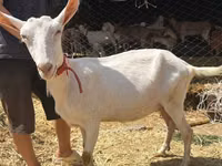 Goat, Saanen goat — photo 1