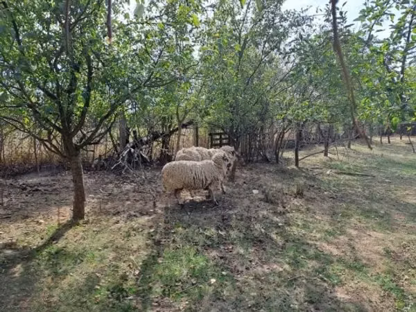 公羊, Tsigai sheep