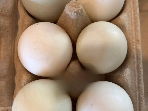 Ducks