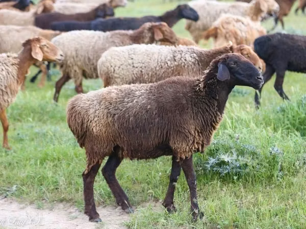公羊, Sheep