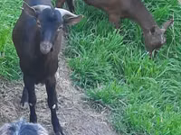 母山羊, Irish goat — 照片 3