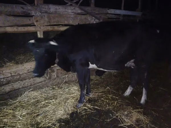 Vache, Yak sauvage