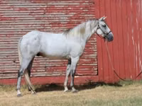 Cheval, Tennessee Walking Horse — photo 8