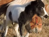 Stute, Miniature horse — Foto 5