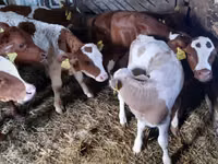 ثور, Simmental cattle — الصورة 1