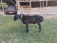 Carnero, Arashan sheep — foto 1