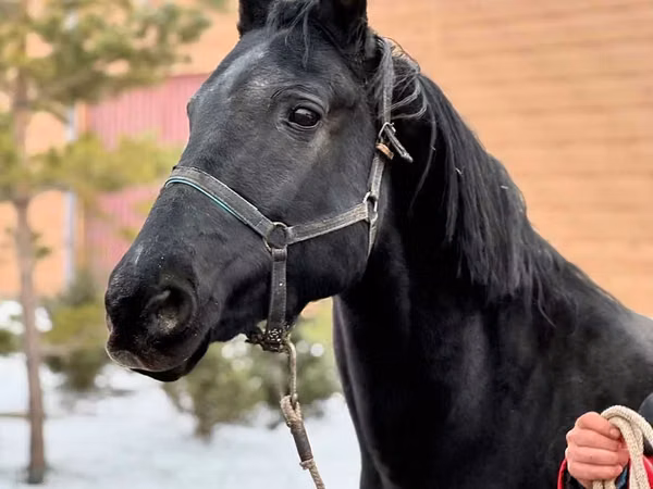 Stute, Akhal-Teke