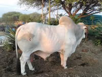 Toro, Brahman — foto 3