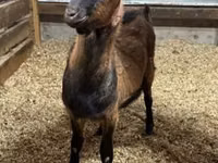 公山羊, Alpine goat — 照片 1