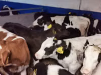 ثور, Russian Black pied cattle — الصورة 3