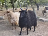भेड़, Racka sheep — फ़ोटो 3