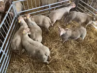 Schaf, Charollais sheep — Foto 4