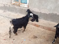 Ziegen (Partie, Geschlecht nicht angegeben), Angora goats — Foto 3