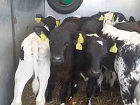 公牛, Simmental cattle — 照片 1