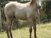 Cheval, Kentucky mountain daddle horse — photo 2